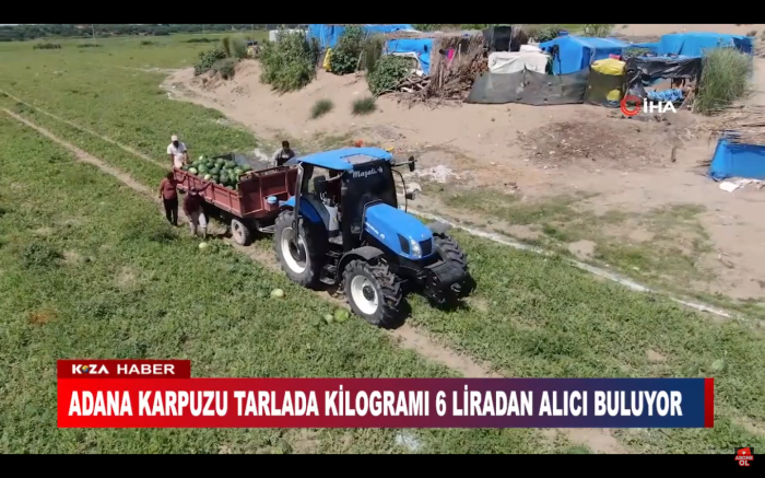 ADANA KARPUZU TARLADA KİLOGRAMI 6 LİRADAN ALICI BULUYOR