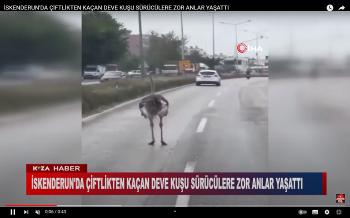 İSKENDERUN'DA ÇİFTLİKTEN KAÇAN DEVE KUŞU SÜRÜCÜLERE ZOR ANLAR YAŞATTI