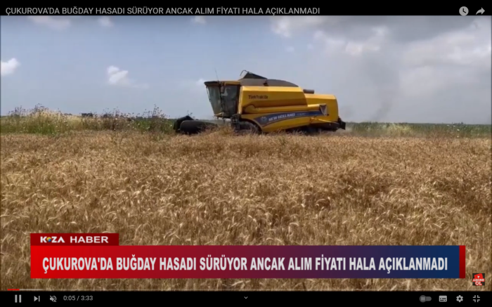 ÇUKUROVA'DA BUĞDAY HASADI SÜRÜYOR ANCAK ALIM FİYATI HALA AÇIKLANMADI