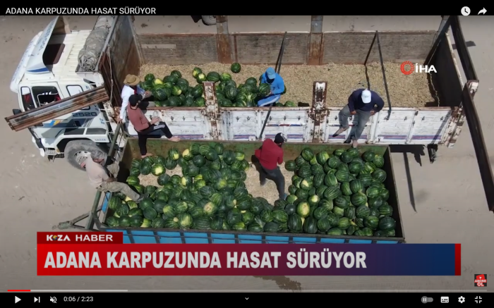 ADANA KARPUZUNDA HASAT SÜRÜYOR