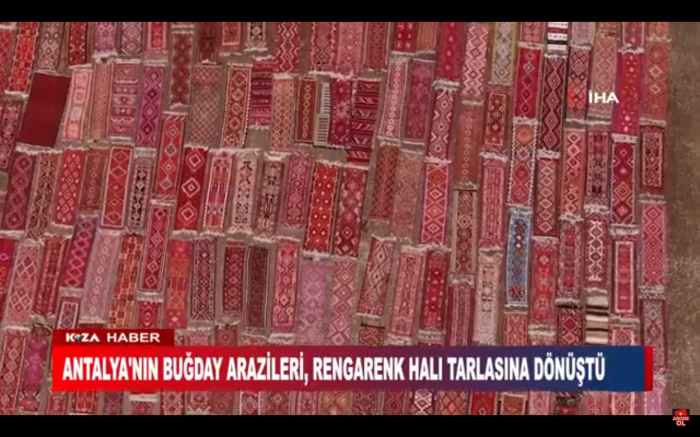 ANTALYA'NIN BUĞDAY ARAZİLERİ, RENGARENK HALI TARLASINA DÖNÜŞTÜ