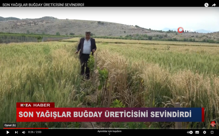 SON YAĞIŞLAR BUĞDAY ÜRETİCİSİNİ SEVİNDİRDİ