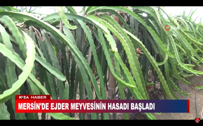 MERSİN'DE EJDER MEYVESİNİN HASADI BAŞLADI