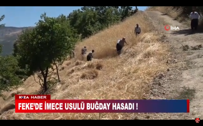 FEKE’DE İMECE USULÜ BUĞDAY HASADI !