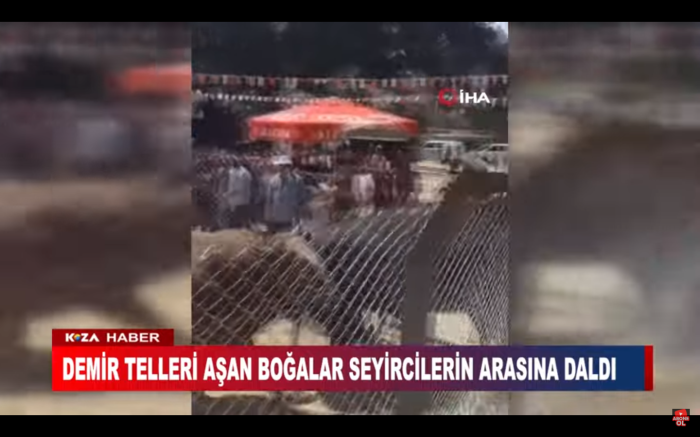 DEMİR TELLERİ AŞAN BOĞALAR SEYİRCİLERİN ARASINA DALDI