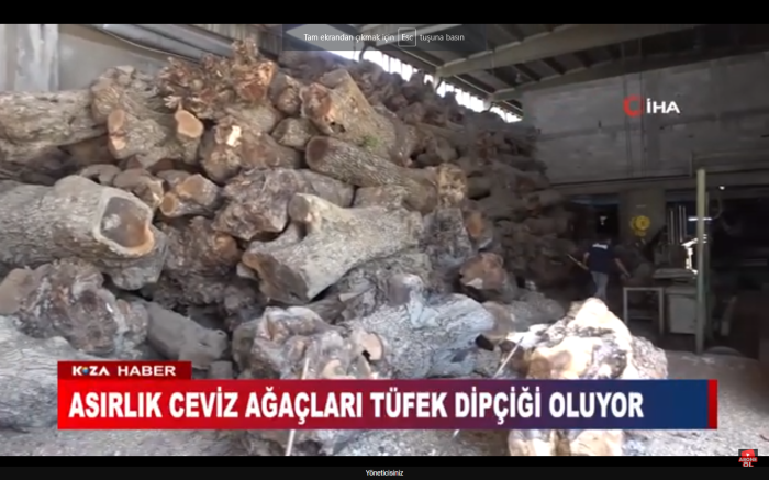 ASIRLIK CEVİZ AĞAÇLARI TÜFEK DİPÇİĞİ OLUYOR