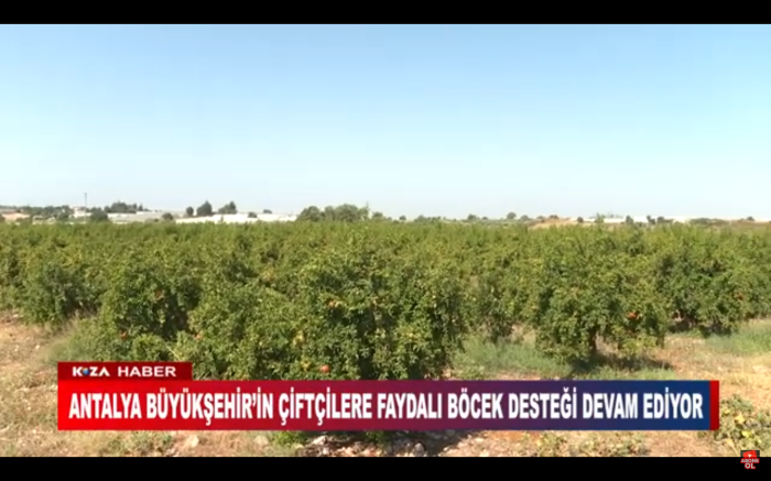 ANTALYA BÜYÜKŞEHİR’İN ÇİFTÇİLERE FAYDALI BÖCEK DESTEĞİ DEVAM EDİYOR