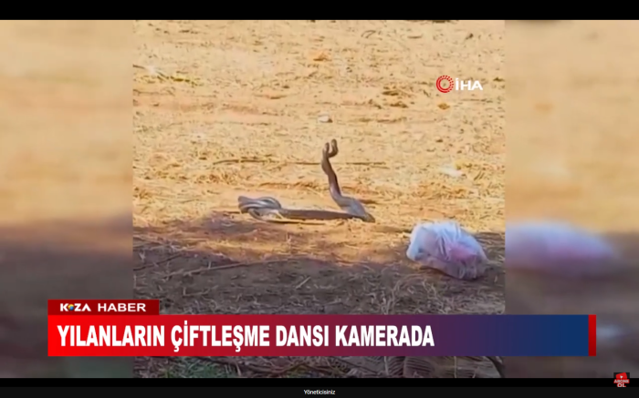 YILANLARIN ÇİFTLEŞME DANSI KAMERADA