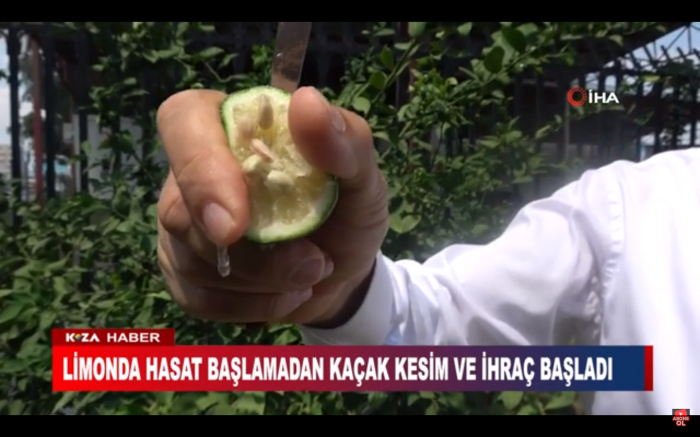 LİMONDA HASAT BAŞLAMADAN KAÇAK KESİM VE İHRAÇ BAŞLADI