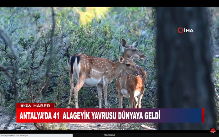 ANTALYA’DA 41 ALAGEYİK YAVRUSU DÜNYAYA GELDİ