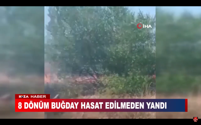 8 DÖNÜM BUĞDAY HASAT EDİLMEDEN YANDI