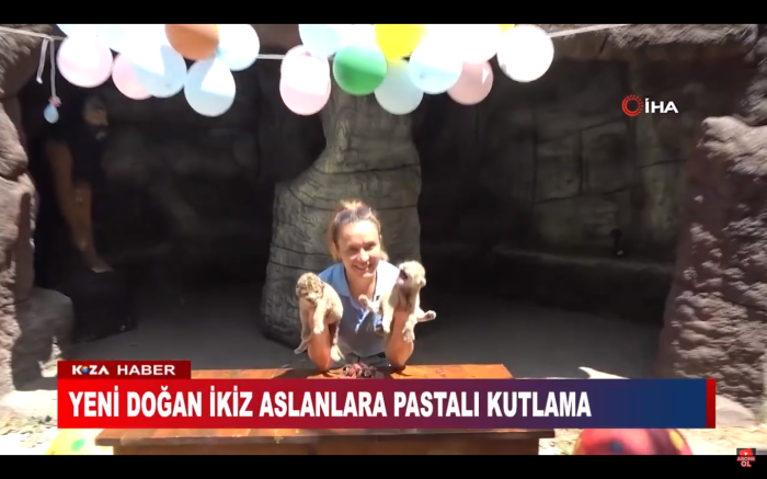 YENİ DOĞAN İKİZ ASLANLARA PASTALI KUTLAMA