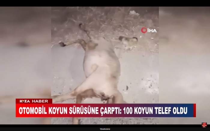 OTOMOBİL KOYUN SÜRÜSÜNE ÇARPTI: 100 KOYUN TELEF OLDU