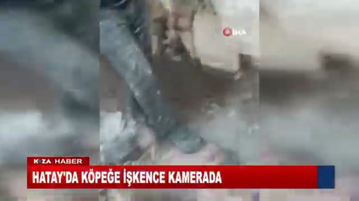 HATAY'DA KÖPEĞE İŞKENCE KAMERADA