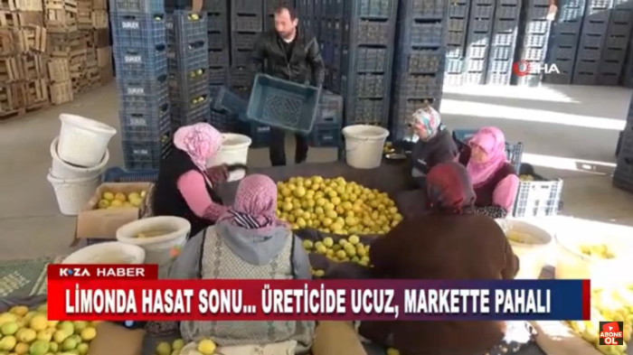 LİMONDA HASAT SONU… ÜRETİCİDE UCUZ, MARKETTE PAHALI