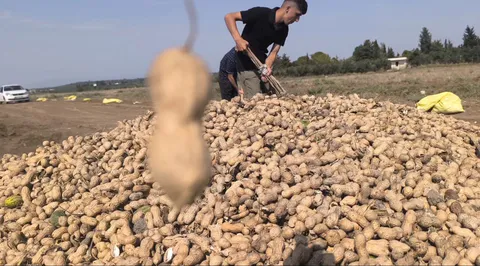 fistik